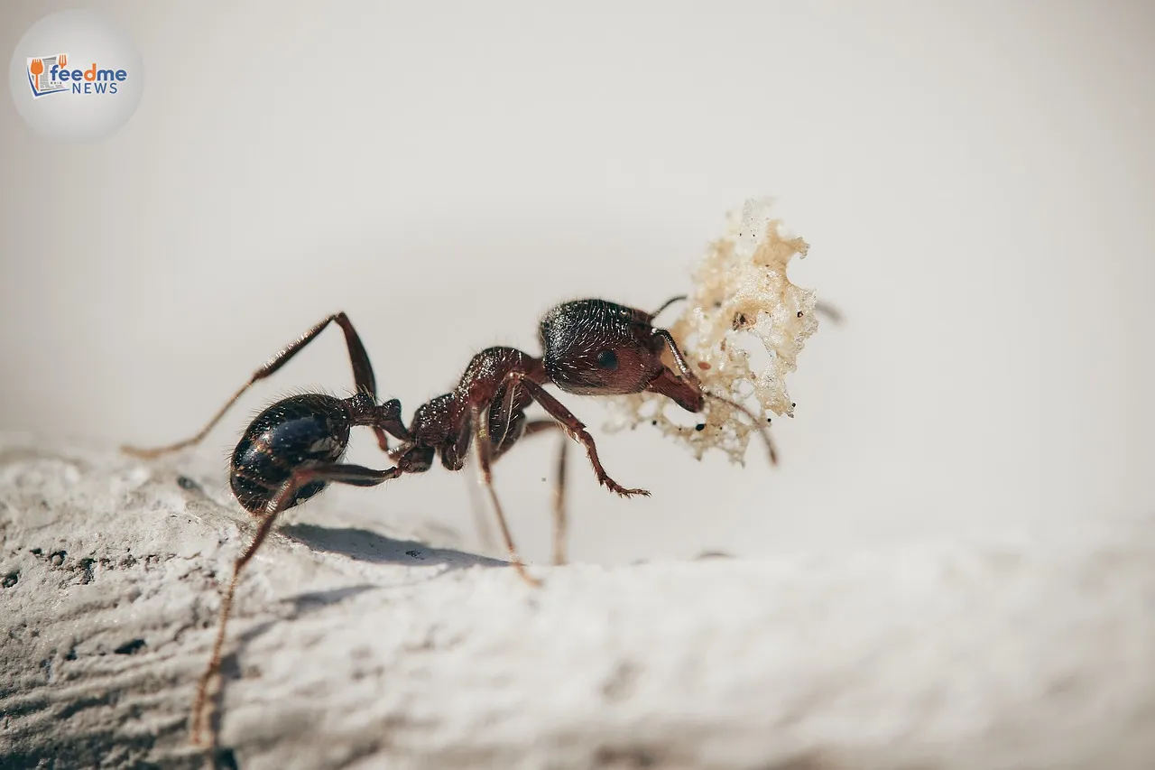 Effective Strategies to Eliminate Sugar Ants from Your Home