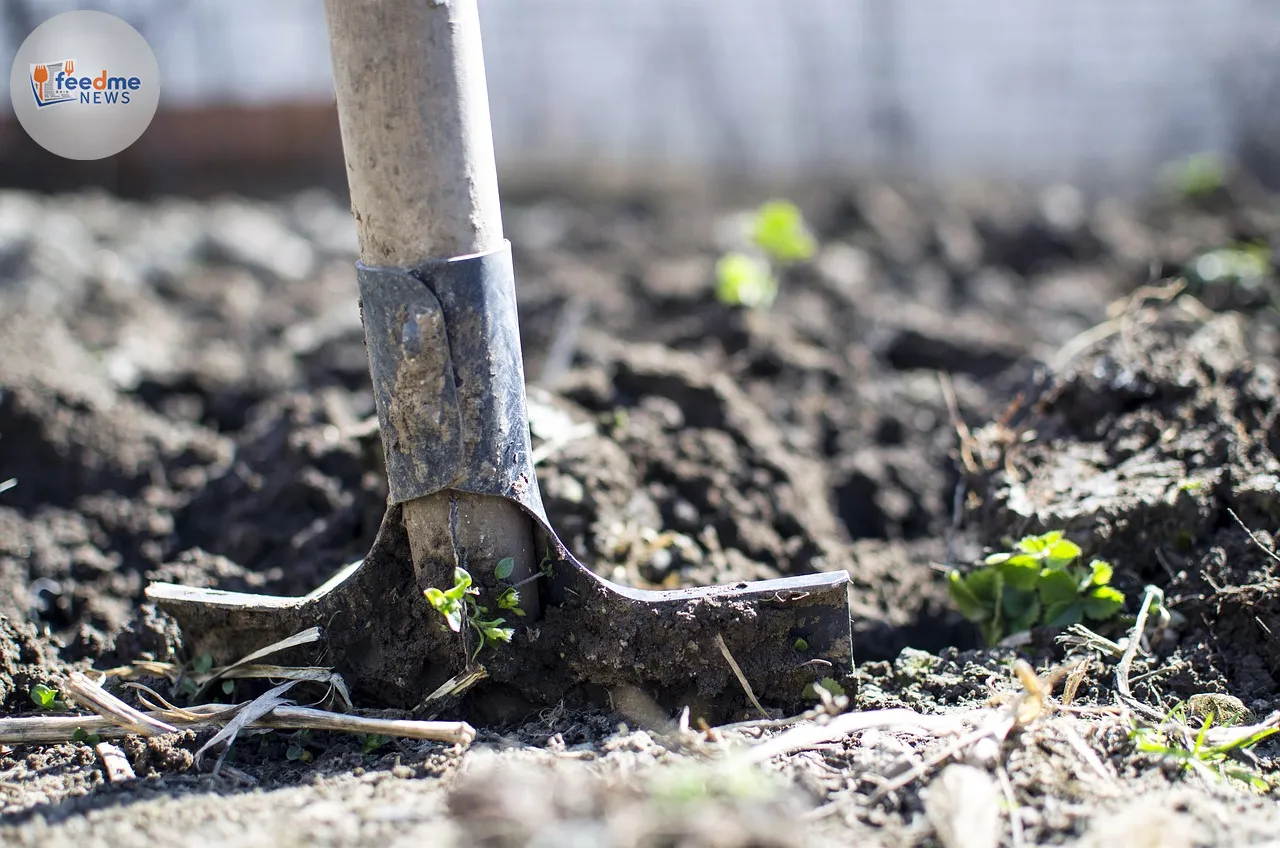Essential Tips for Cleaning and Maintaining Your Gardening Tools