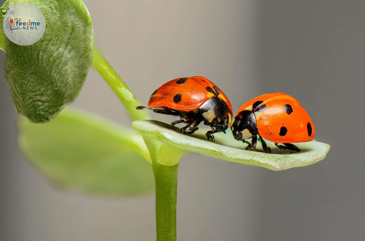 How to Keep Ladybirds Out of Your Home with a Simple £1 Solution