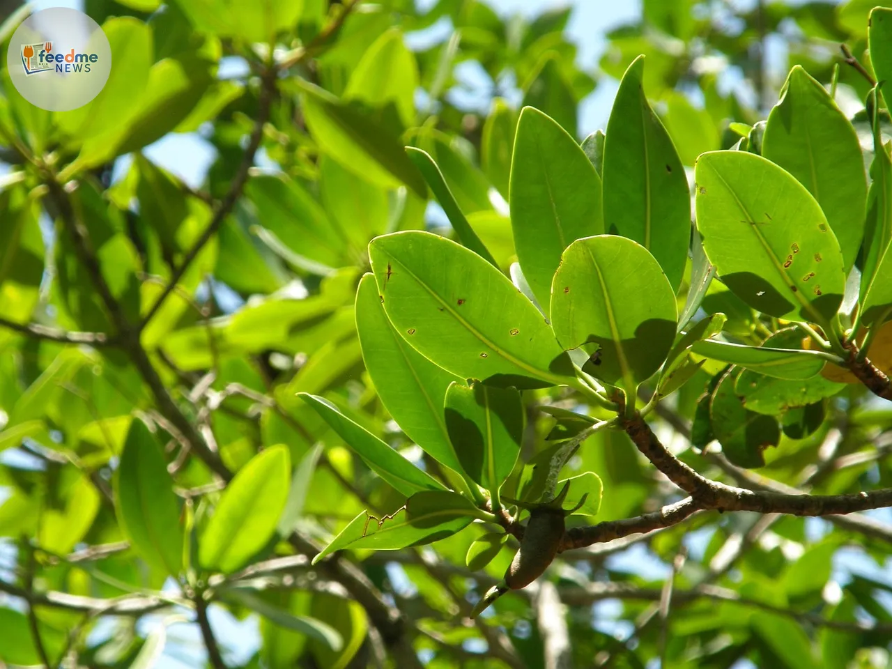 The Guardian of Mangroves: One Man's Mission to Save Solomon Islands’ Coastal Ecosystems