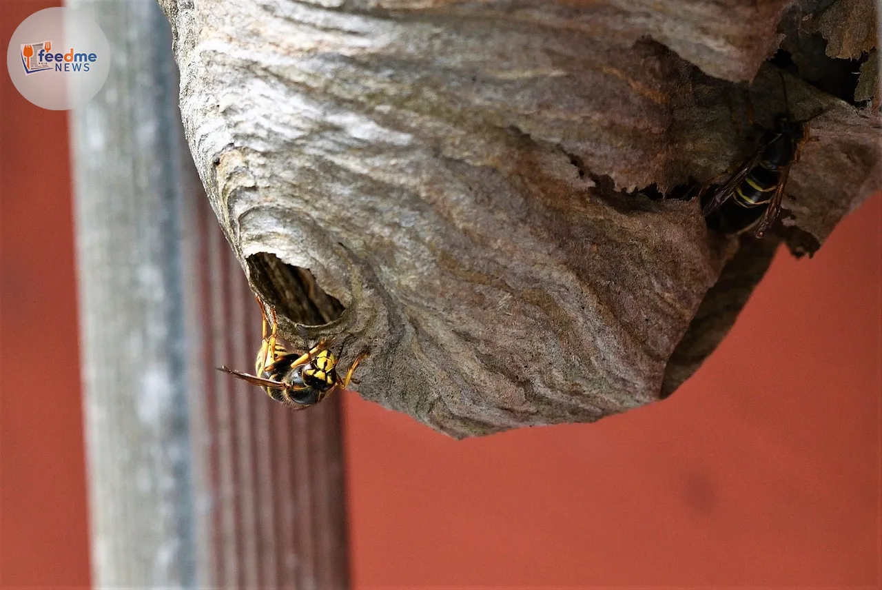 The Best Wasp Traps of 2025: What You Need to Know Before Buying
